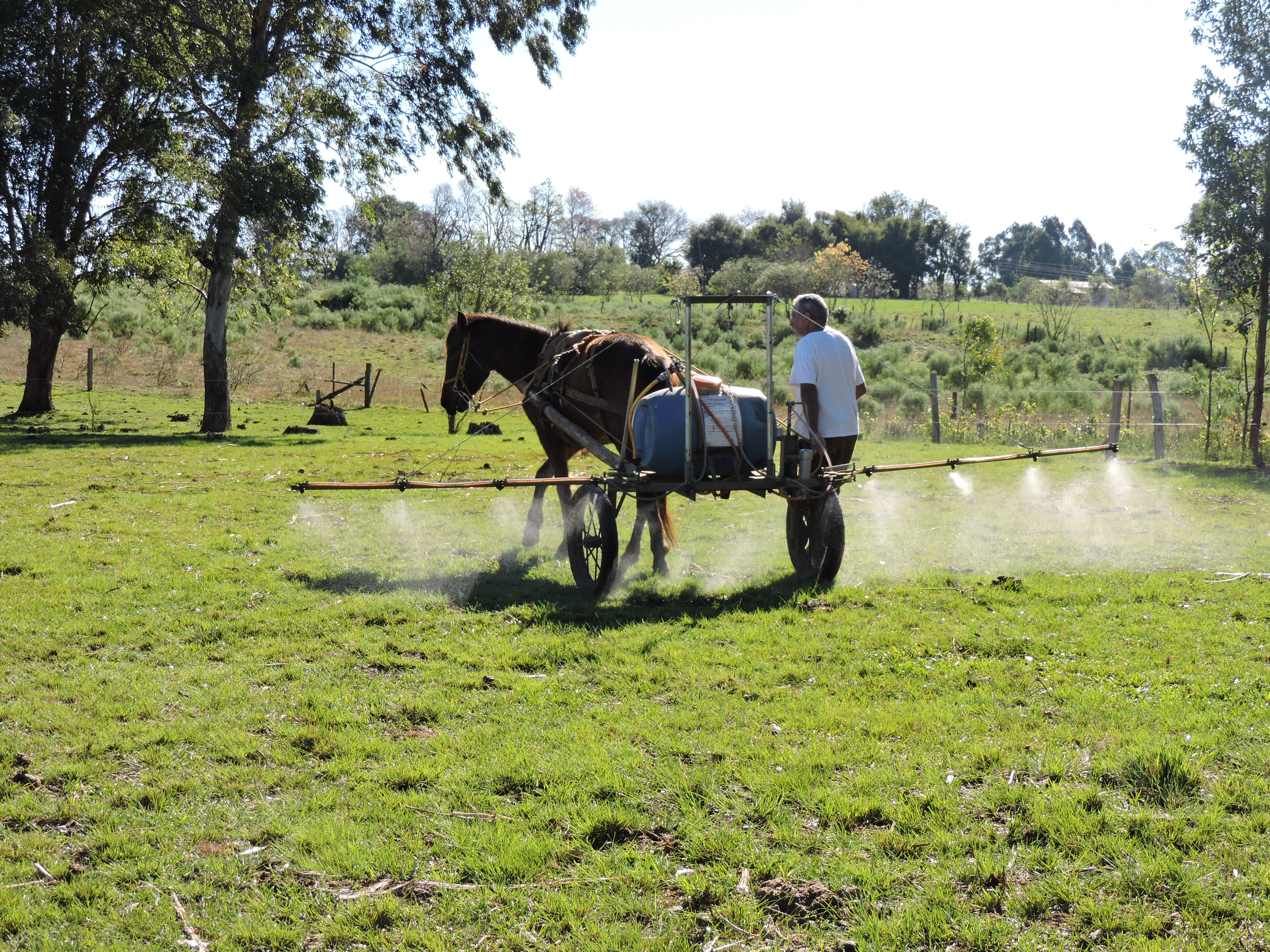 biofertilizante no campo.JPG